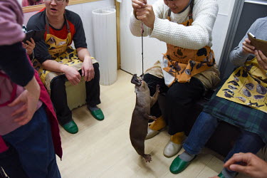 Customers play with an otter in a small room at an otter petting cafe.