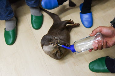 Customers play with an otter and offer it water from a drinking bottle in a small room at an otter petting cafe.