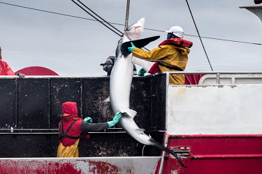 A shark is hauled onboard the Nuevo Zumaya, a Spanish-owned longliner targetting swordfish in the south east Atlantic.
