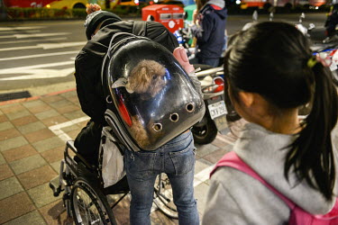 A young girl, waiting to cross a road, looks at a pet dog being carried in a purpose-made backpack.