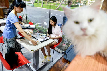 First-time visitor Chen Pei-jung (18), centre, shares her table with a cat at the Genki Cats Cafe.