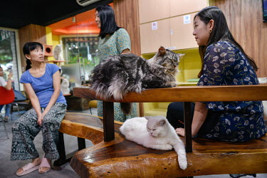 Customers and cats at the Genki Cats Cafe.