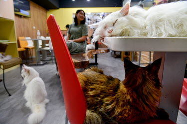 Cats outnumber humans at the Genki Cats Cafe.