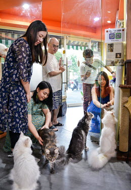 Design student Patricia Lee (21), second from left, and her friends at entrance to the Genki Cats Cafe, with cafe owner Tsai Wen-chieh looking on.
