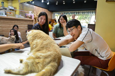 Customers and cats at the Genki Cats Cafe.