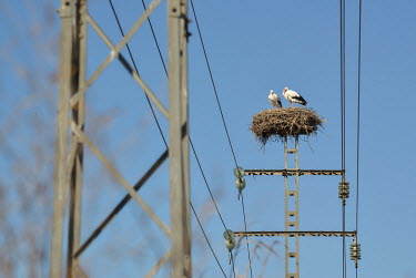 A pair of storks nesting on an electricity pylon.
