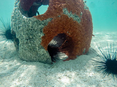 Sea urchins gathers on a recently installed reef regeneration project.