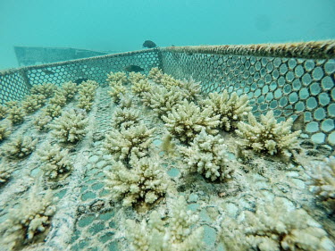 Corals grow at a reef regeneration project run by the NGO Marine Cutures.