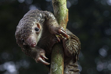 A Pangolin climbing a branch. Pangolins lack teeth and the ability to chew. Instead, they tear open anthills or termite mounds to reach the insects inside.