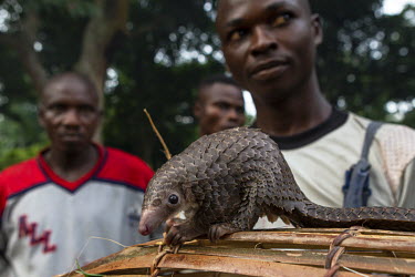 A pangolin caught by poachers. Pangolins lack teeth and the ability to chew. Instead, they tear open anthills or termite mounds to reach the insects inside.