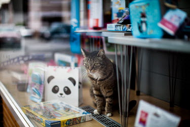 A cat sits in the window of a shop staring out onto the street.