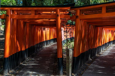 The Torii gateway at the Fushimi Inari Taisha Shinto shrine which is very popular among foreign visitors but has been eerily quiet since the beginning of the coronavirus pandemic.