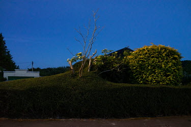 Plants compete, and kill one another, in a border hedge in Blackhall.  Hedges offer increased privacy, isolating the homeowner and emphasising the division of public and private space. Where boundarie...