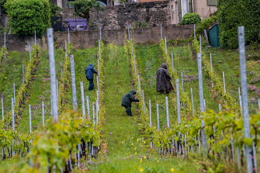 Labourers working on grape vines in the pouring rain, in the first week of a three stage process of de-confinement following a six week lockdown. Vinyards have a staff shortage due to the coronavirus...
