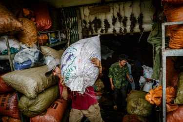 Workers filling bags with black cardamom (Thao Qua) for a truck shipment heading to China for use in traditional Chinese medicine, at Hue Hoan, a cardamom dealer's shop.
