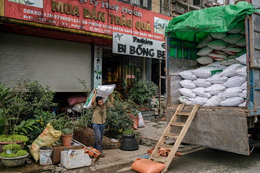 A worker, at Hue Hoan, a cardamom dealer's shop, loads sacks of black cardamom (Thao Qua) onto a truck for a shipment heading to China for use in traditional Chinese medicine.