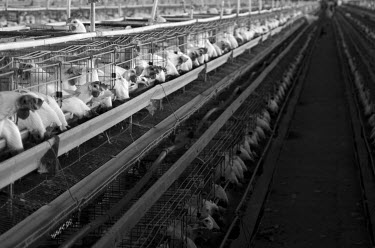 Intensive factory farming of chickens on an egg farm. The overuse of antibiotics in the meat and egg industry is routine, given to animals in food and water to make them grow bigger or to prevent illn...