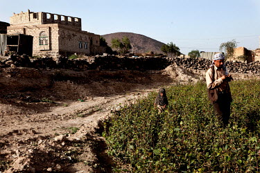 A man and his daughter walk through a field of qat, the life blood of the village.