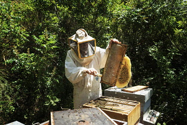 Bee keepers inspecting honey comb from hives containing colonies of the sub species of bee Apis mellifera sicula (black Sicilian honey bees). Unique to Sicily, hives containing the bees were discovere...