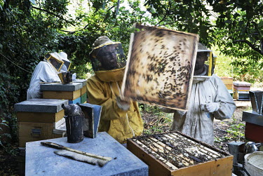 Bee keepers inspecting honey comb from hives containing colonies of the sub species of bee Apis mellifera sicula (black Sicilian honey bees). Unique to Sicily, hives containing the bees were discovere...