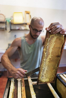 A bee keeper opens the side of a honey comb before extracting the honey taken from hives containing colonies of the sub species of bee Apis mellifera sicula (black Sicilian honey bees). Unique to Sici...
