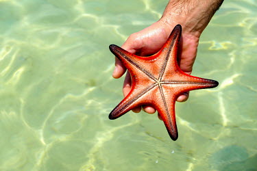 A person holds a star fish found in water of Phu Quoc beach.