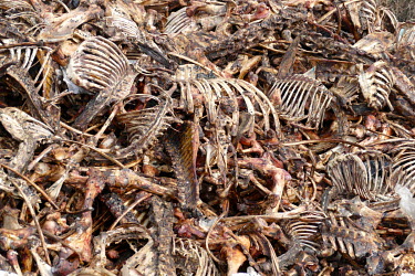 A pile of fly-covered bones from the meat processing industry at the Red Rock rubbish dump.