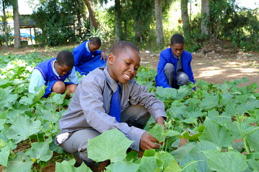 School children working in Mandedza High School's, a public boarding school, kitchen garden.