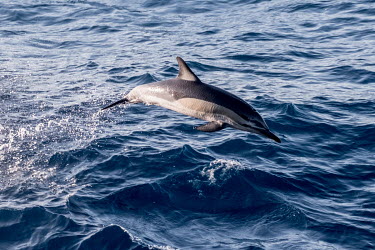 Common dolphins swim and jump alongside the Greenpeace vessel Arctic Sunrise as the ship approaches Cape Town, South Africa.