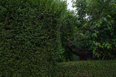 A tree is cut at the boundary between two houses in Craigleith.  Hedges offer increased privacy, isolating the homeowner and emphasising the division of public and private space. Where boundaries betw...