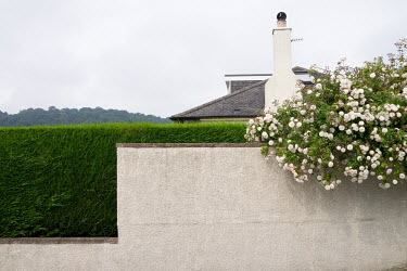 A border hedge and a rose in bloom in Blackhall.  Hedges offer increased privacy, isolating the homeowner and emphasising the division of public and private space. Where boundaries between properties...