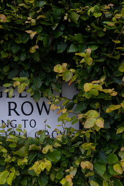 A road sign obscured by a hedge's foliage in Craigleith.  Hedges offer increased privacy, isolating the homeowner and emphasising the division of public and private space. Where boundaries between pro...