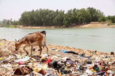 A goat scavenges for food among rubbish acattered along the banks of a river.