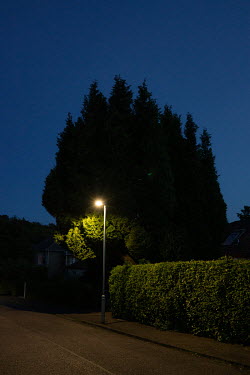 A lampost is dwarfed by a leylandii tree in Blackhall.  Hedges offer increased privacy, isolating the homeowner and emphasising the division of public and private space. Where boundaries between prope...