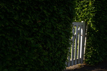 A white fence marks the entrace to a house surrounded by high beech hedges in Craiglockhart.  Hedges offer increased privacy, isolating the homeowner and emphasising the division of public and private...