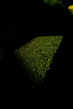 A shaft of light illuminates a border hedge in Craiglockhart.  Hedges offer increased privacy, isolating the homeowner and emphasising the division of public and private space. Where boundaries betwee...