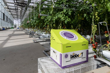 A box housing pollinating bees sit in a tomato growing greenhouse at the high-tech indoor Cofco Wisdom Farm operated by Cofco Corp. on the outskirts of Beijing.