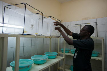 A lab technician in the mosquito breeding facility where they raise up to 6000 mosquitos per day for testing at the Centre National de Recherche et de Formation sur le Paludisme (National Centre for R...