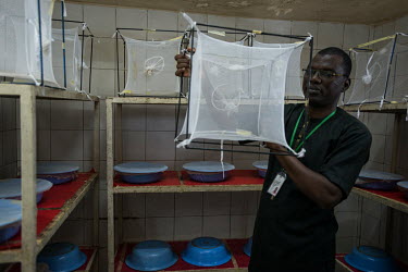 A lab technician in the mosquito breeding facility where they raise up to 6000 mosquitos per day for testing at the Centre National de Recherche et de Formation sur le Paludisme (National Centre for R...