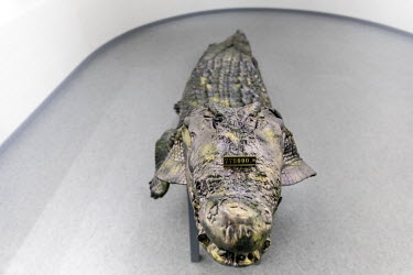 A model crocodile on display in the visitor centre at the Chai Tai Saimese Crocodile Breeding Base, designed as an auxiliary operation to the nearby poultry firm Charoen Pokphand Group Co. The crocodi...