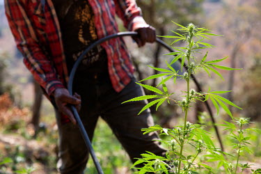 A small scale farmer waters his illicit marijuana plants.