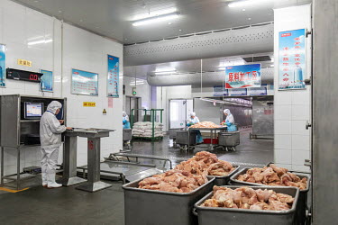 Workers sorting chiicken meat that will be made into 'Shuanghui' branded sausages at the 800 million-Yuan (USD 116 m, 90 m GBP) WH Group Ltd. facility in Zhengzhou that will produce 30,000 metric tons...
