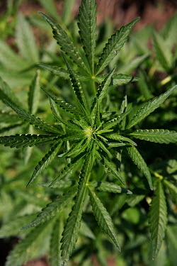 A plant growing on an illicit marijuana farm.