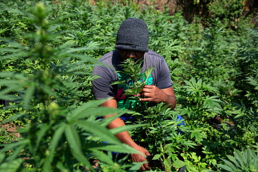 A small scale illicit marijuana farmer surrounded by growing plants.