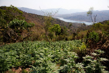 A small scale illicit marijuana farm on a hillside above a river.