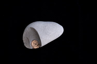 A promicroceras ammonite, found by a fossil hunter on Charmouth Beach, embedded in a limstone pebble. The line between the shell of the ammonite and the calcite crystals within forms a weak point in t...