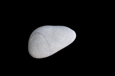 A limestone pebble, found by a fossil hunter on Charmouth Beach, containing a small ammonite.