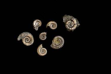 Fossil ammonites formed from iron pyrites, otherwise known as 'fools gold', found by a collector on Charmouth Beach part of the so-called Jurassic Coast.