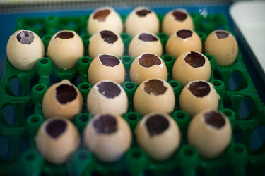 Eggs used in research in the quality control unit of the MCI Sante Animale laboratory where MCI is developing a bivalent Rift Valley Fever (RVF)/Lumpy Skin Disease (LSD) vaccine for cattle, and a triv...