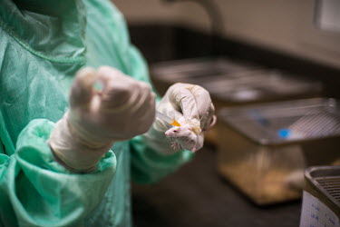 A researcher injects a test vaccines on a lab mouse at the MCI Sante Animale laboratory where MCI is developing a bivalent Rift Valley Fever (RVF)/Lumpy Skin Disease (LSD) vaccine for cattle, and a tr...